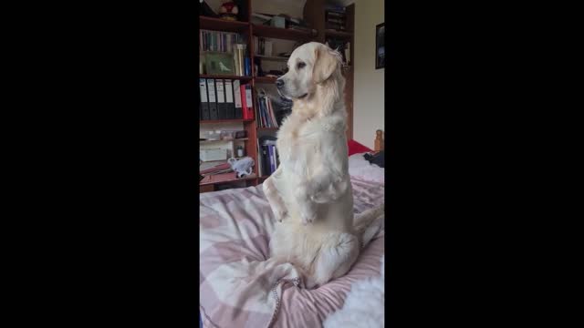 Dog pulls off flawless meerkat impression