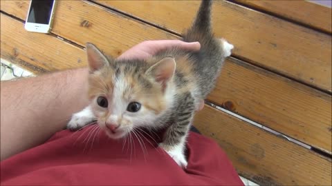 Kittens meowing (too much cuteness) - All talking at the same time!