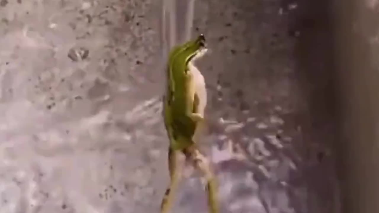 Be like a frog