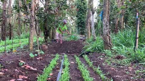 Rural vegetable farming, boosting bean yield methods, and raising chickens and goats