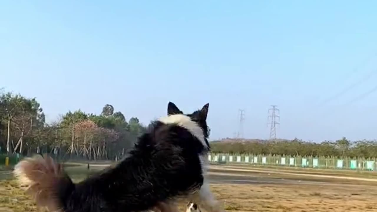 Dogs Playing Balloon 🎈