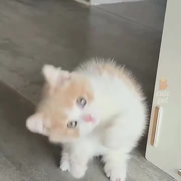 Funny Animal Videos 2023 😂 - Funniest Dogs And Cats Videos 😺😍#37