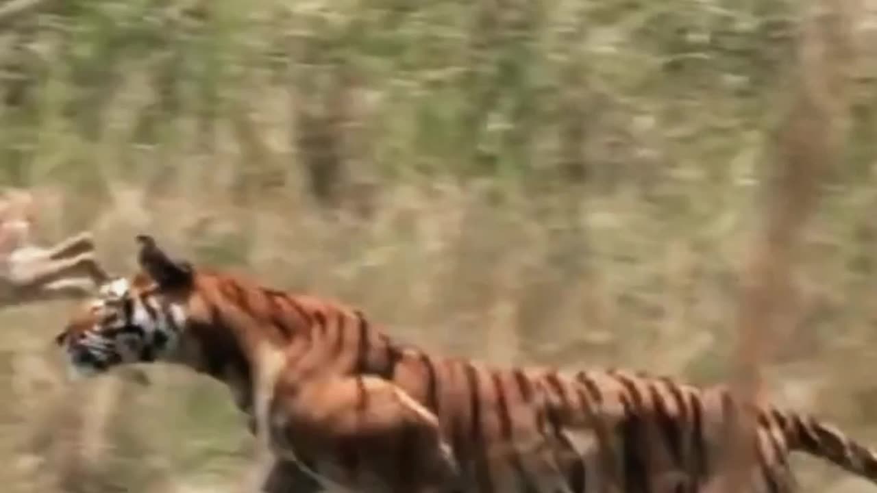 Tiger Hunting Deer