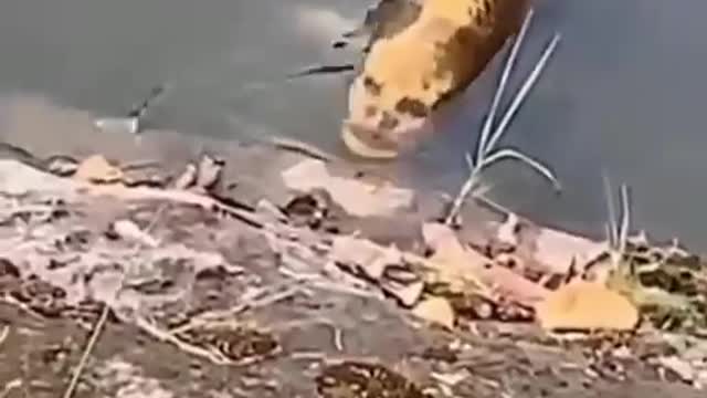 carp fish looks like a face, right?