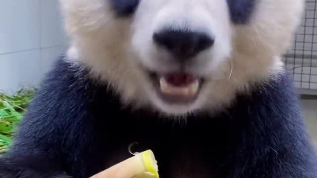 A red panda eating bamboo