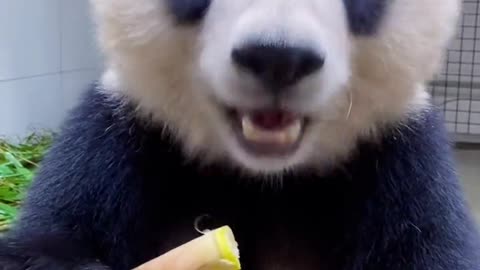 A red panda eating bamboo