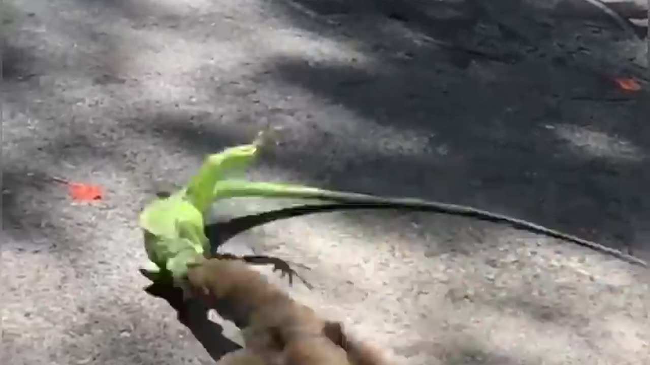 Mongoose or iguana