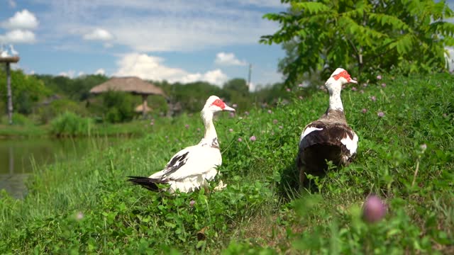 A Couple of Ducks in The Grassland Near of Lake | 4K Video