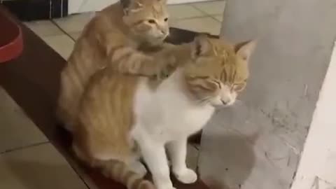 The world best massager 💆‍♂️ 💆‍♀️ Cat Lovers