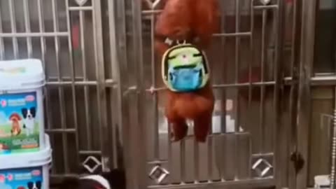 Funny dog vedio