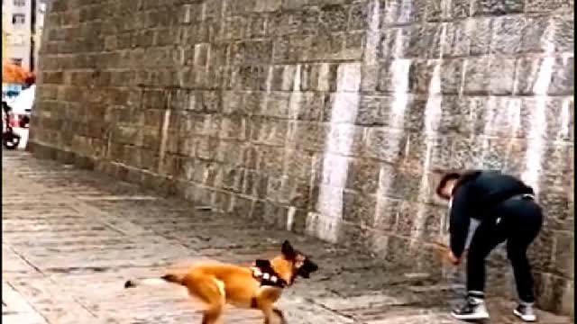 Trained Dogs That Fly Show Their Jumping Agility #short #dogs