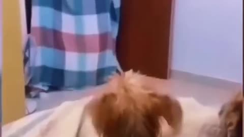 Pets kids video