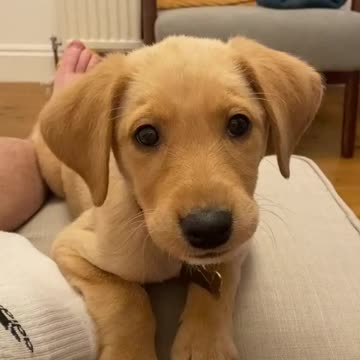 Funny & Cute Animals video