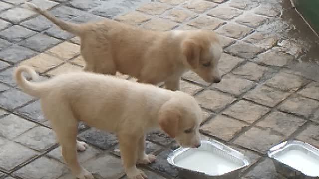 Puppy feeding