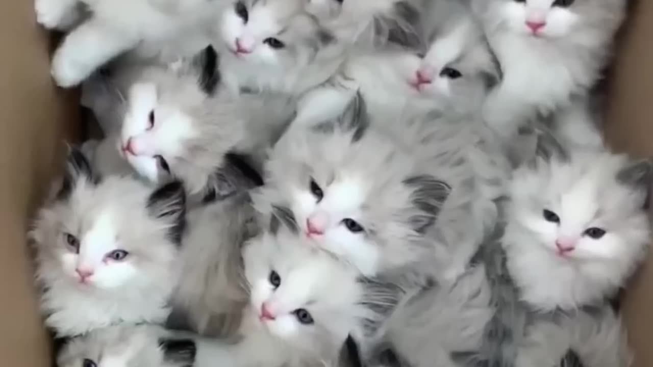 Cute cates enjoying