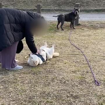 Funniest Funny Dog Playing With Owner That Will Make You Laugh Funny Videos