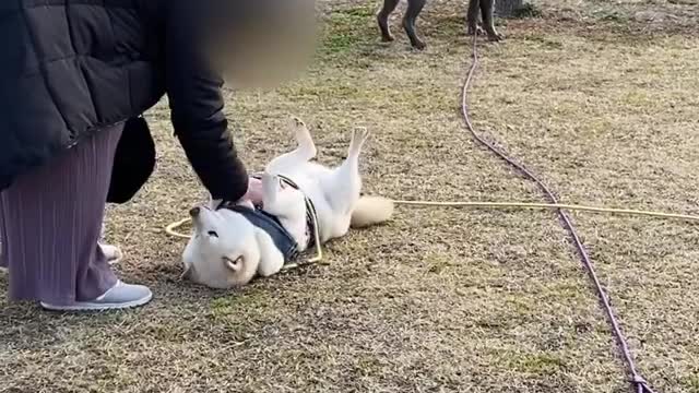 Funniest Funny Dog Playing With Owner That Will Make You Laugh Funny Videos