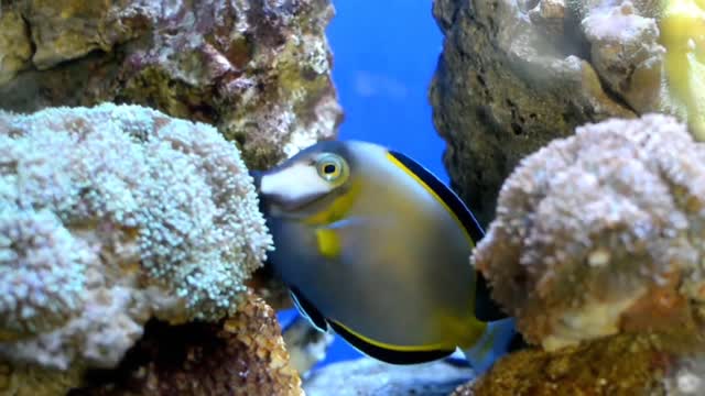 fishes playing in water