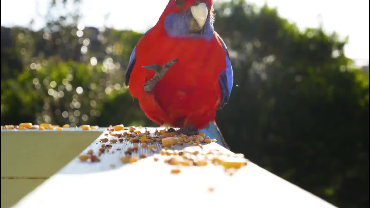 Most Beautiful and Colorful Birds on Planet Earth