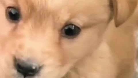 Baby dog says some things