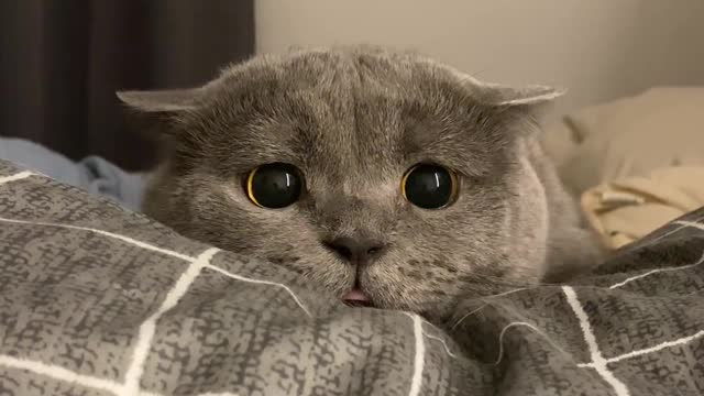 So cute cat~