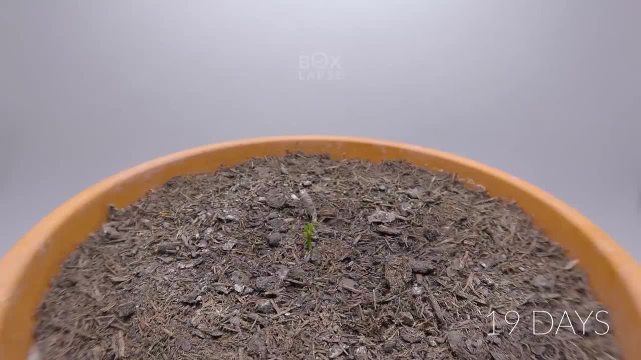 Growing LEMON TREE Time Lapse