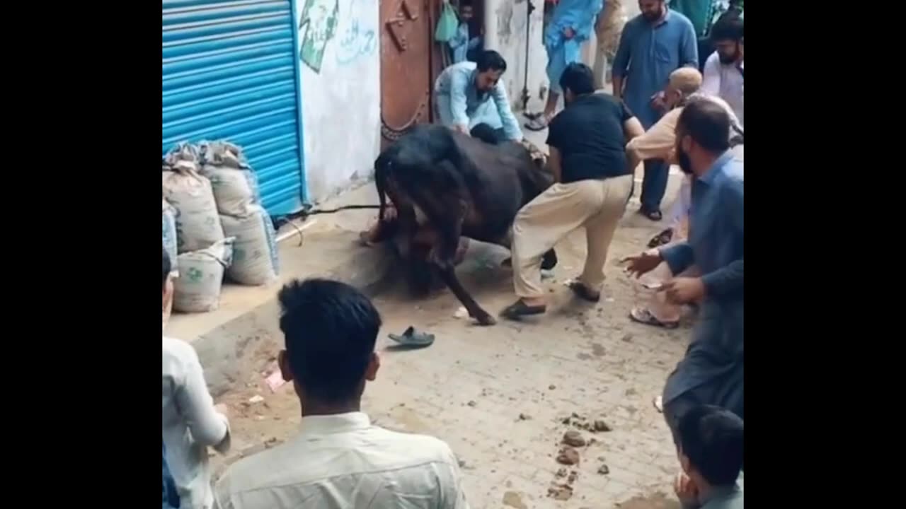 Top Funny video qurbani ke janwar.