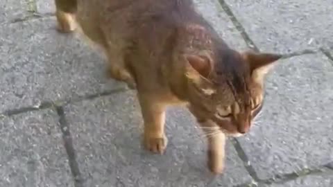 A charming Dutch cat 🐈 Netherlands🇳🇱