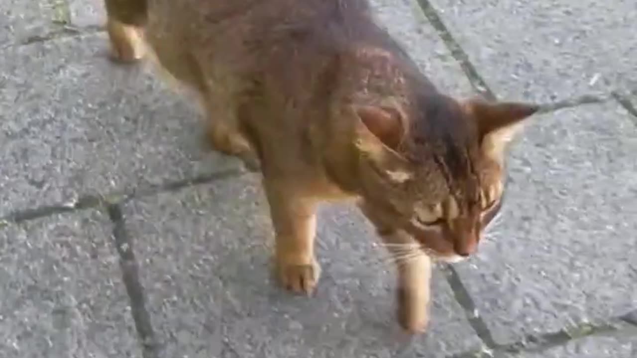 A charming Dutch cat 🐈 Netherlands🇳🇱