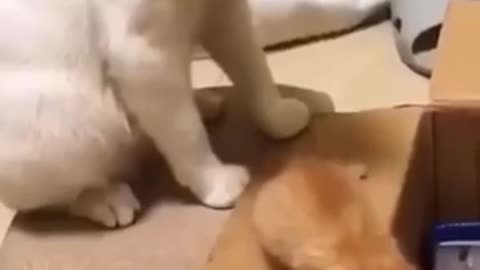 Funny Cat Short Cilps😂🙌🏻