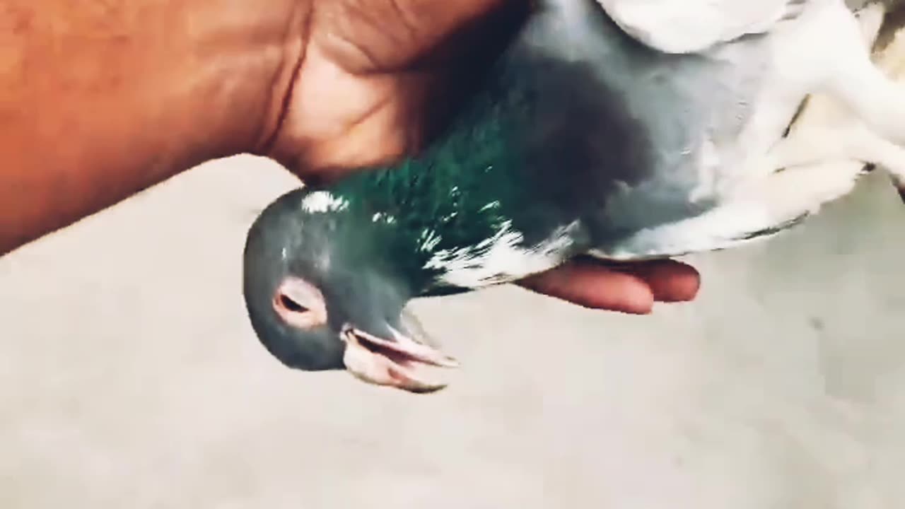 Gajab ka video