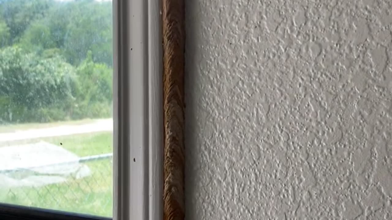 A Mud Dauber Builds Its Home In My Garage