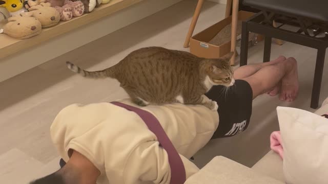 Cat Helps its Owner with Push-Ups