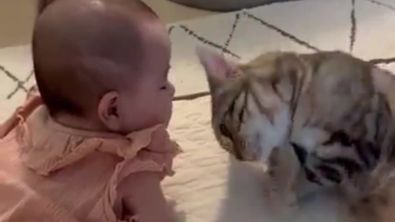 Mischievous Cat Meets Baby! Watch the Hilarious Chaos Unfold!