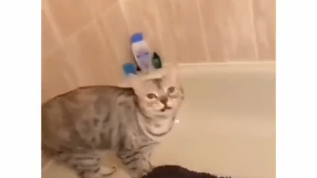 the cat:" only I can meow in this house MEEEEEEEEEEEEEOOOOOOWWWW" KKkkk