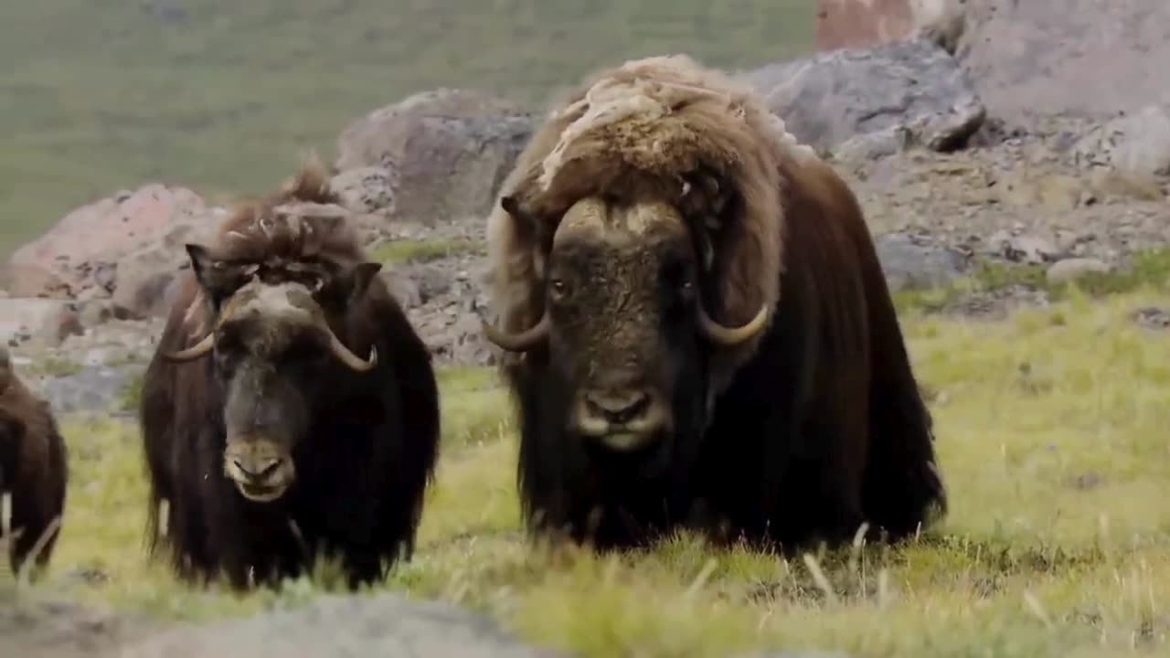 Muskox