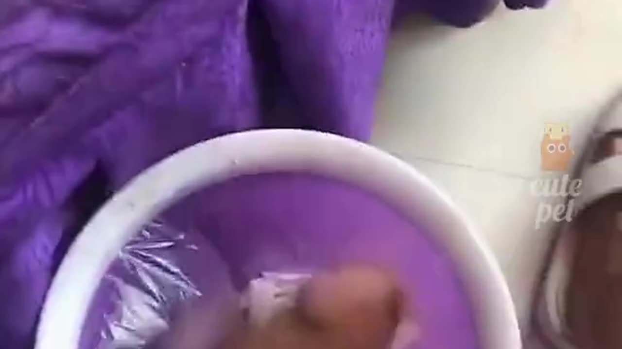 CUTE ANIMALS