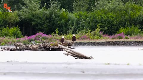 Bald Eagle Adventure