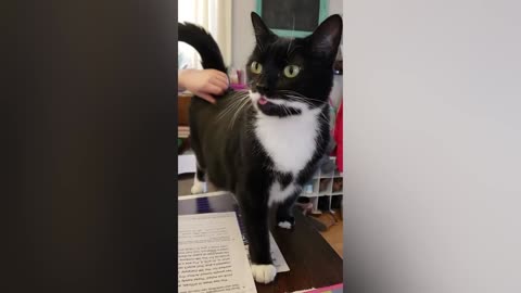 THE BEST CUTE AND FUNNY CAT VIDEOS !