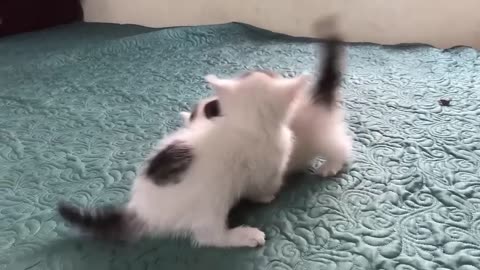 Cute Kittens - Funny and Cute Cat Videos