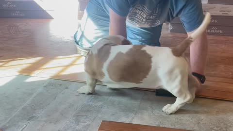 Basset Hound Helps Dad Lay Laminate