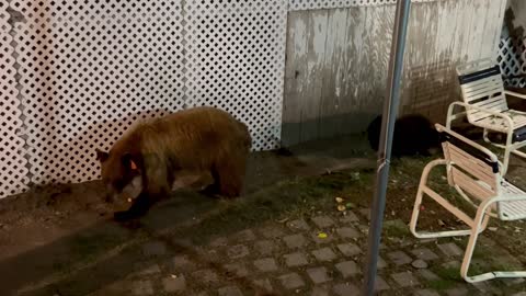 Mama Bear and Cubs Say Hello