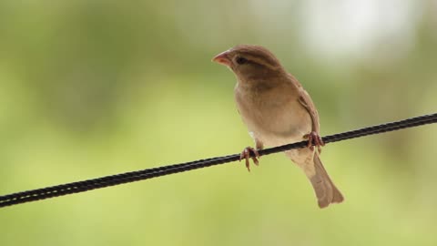 Birds which can take your admiration