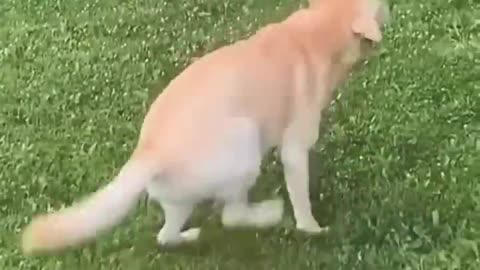 Funniest Cats and Dogs 🐶🐱 Funny Animal Videos #30