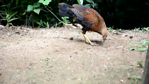 Wali kukula |Sri Lanka Junglefowl | Gallus lafayettii/Junglefowl