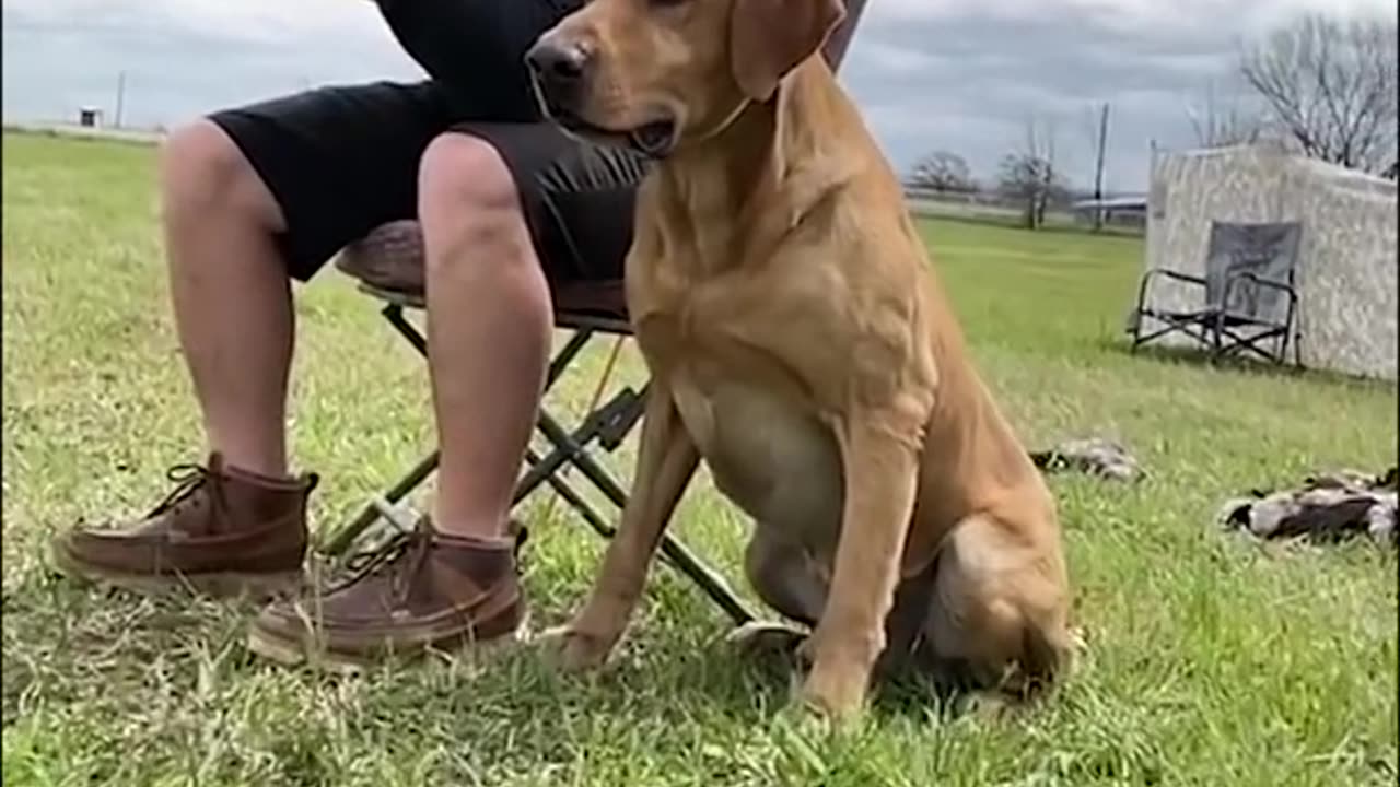 labrador_retriever_training(480p)