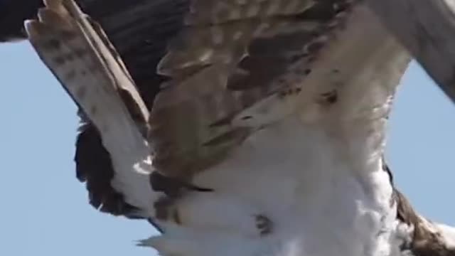 The big owl caught a big fish, #animal #Animalimpression #nature