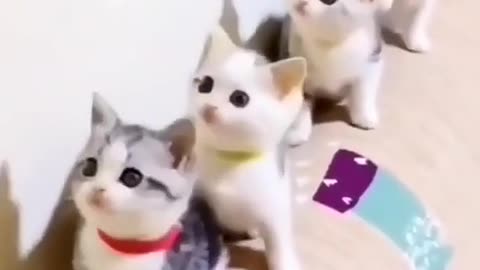 Cute cat video