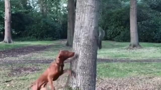 Dog and squirrel hide and seek game