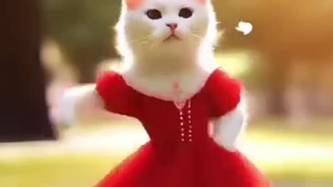 Funny cats video 😆😆😂😂